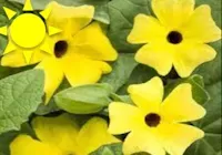 Yellow Black Eyed Susan (Basket)