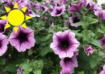 Petunias