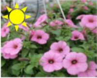 Bubblegum Petunia (Basket)