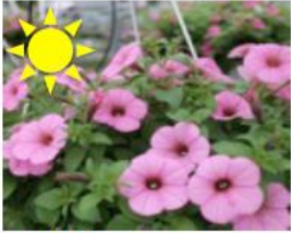 Bubblegum Petunia (Basket)