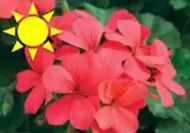 Coral Ivy Geranium (Basket)