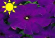 Blue Petunia (Flat)