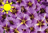 Calibrachoa