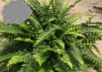 Fern (Basket)