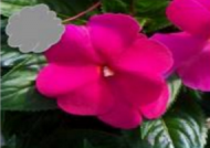 Magenta New Guinea Impatiens (Basket)