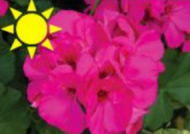 Lavender Ivy Geranium (Basket)