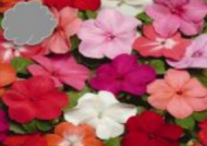 Mixed Impatiens (Flat)