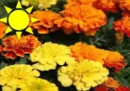 Mixed Marigold (Flat)