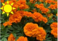 Orange Marigolds (Flat)
