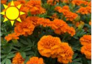 Orange Marigolds (Flat)
