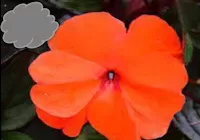 Orange New Guinea Impatiens (Basket)