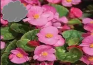 Pink Green Leaf Wax Begonia (Flat)