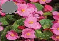Pink Green Leaf Wax Begonia (Flat)