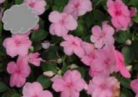 Pink Impatiens (Flat)