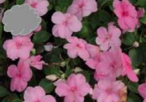 Pink Impatiens (Flat)