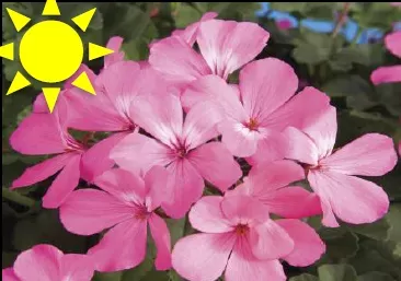Pink Ivy Geranium (Basket)