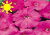 Pink Petunia (Flat)