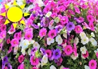 Pink/White/Grape Punch Calibrachoa Mix (Basket)