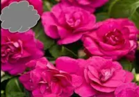 Purple Double Impatiens (Basket)