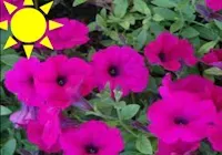 Purple Wave Petunia (Basket)
