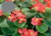 Begonias