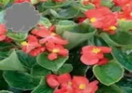 Red Green Leaf Wax Begonia (Flat)