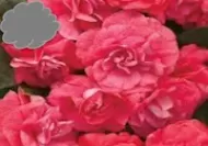 Red Double Impatiens (Basket)