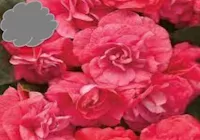 Red Double Impatiens (Basket)