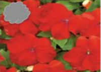 Red Impatiens (Flat)