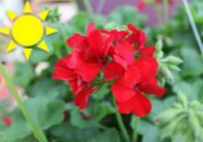 Red Ivy Geranium (Basket)