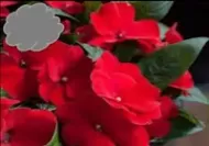 Red New Guinea Impatiens (Basket)
