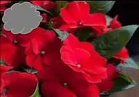 Red New Guinea Impatiens (Basket)