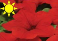 Red Petunia (Flat)
