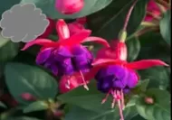 Red/Purple Fuchsia (Basket)
