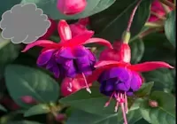 Red/Purple Fuchsia (Basket)