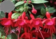 Red/Red Fuchsia (Basket)