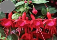 Red/Red Fuchsia (Basket)