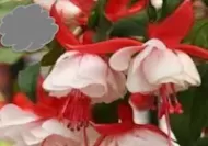 Red/White Fuchsia (Basket)