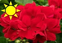 Red Zonal Geranium (Basket)