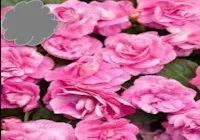 Rose Double Impatiens (Basket)
