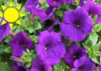 Royal Velvet Petunia (Basket)