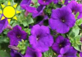 Royal Velvet Petunia (Basket)
