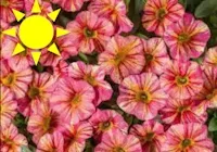 Tropical Sunrise Calibrachoa (Basket)