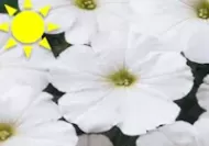 White Petunia (Flat)