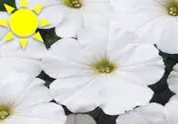 White Petunia (Flat)