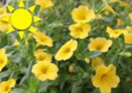 Yellow Calibrachoa (Basket)