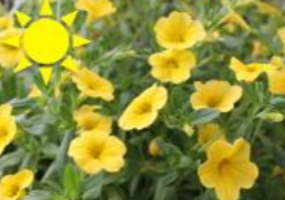 Yellow Calibrachoa (Basket)