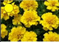 Yellow Marigolds (Flat)