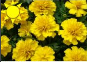 Marigolds